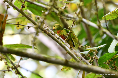 Neopsittacus musschenbroekii observed 2022-12-06
