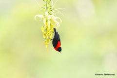 Red-Collared Myzomela photo 4