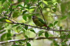 Modest Tiger-Parrot photo 3