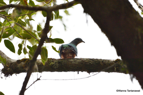 Ducula chalconota observed 2022-12-06