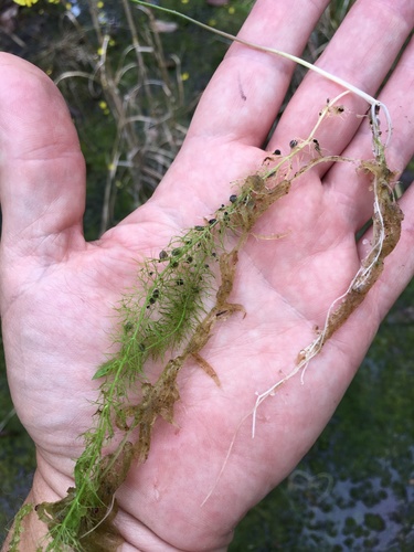 Utricularia striata image