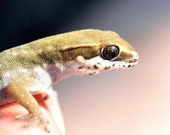 Pachydactylus geitje