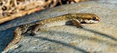 Pachydactylus geitje