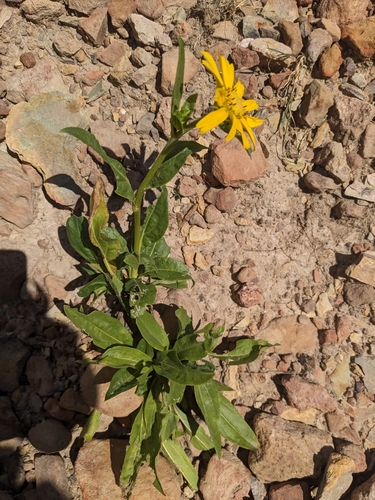 Image of Helianthella quinquenervis by (c) Alina Martin, some rights reserved (CC BY)