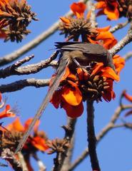 Colius striatus minor