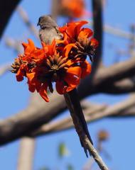 Colius striatus minor