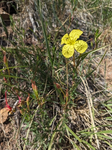 Image of Oenothera toumeyi by (c) Alina Martin, some rights reserved (CC BY)