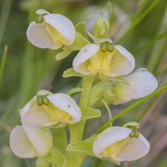 Pterygodium leucanthum