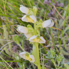 Pterygodium leucanthum