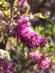 Erica ericoides
