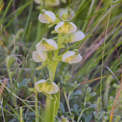 Pterygodium leucanthum