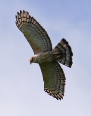 Wallace's Hawk-Eagle photo 2