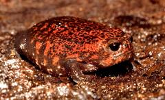 Breviceps acutirostris