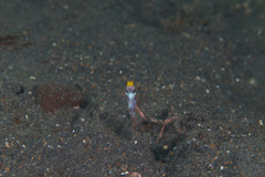 Stonogobiops nematodes