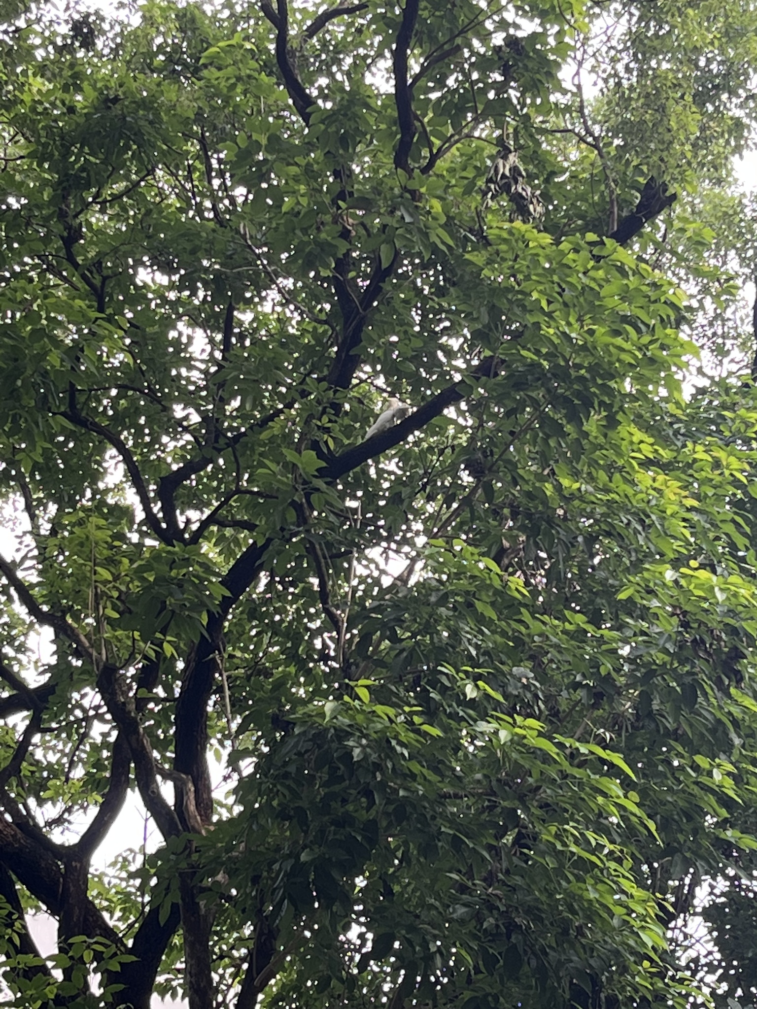 Yellow-crested Cockatoo