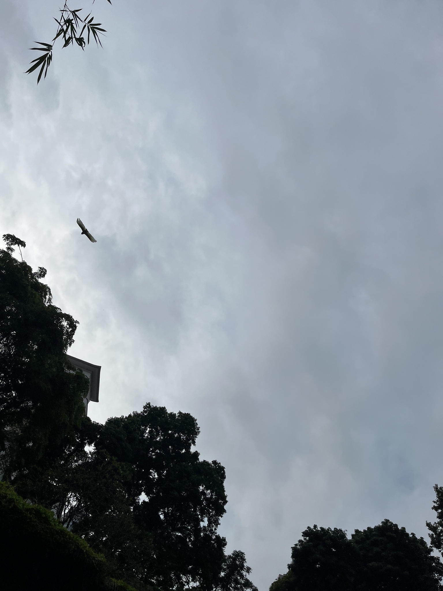 Yellow-crested Cockatoo