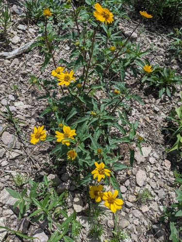Image of Heliopsis parvifolia by (c) Alina Martin, some rights reserved (CC BY)