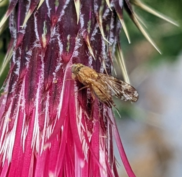 Neotephritis rava