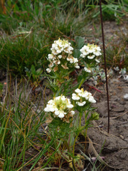 Triphysaria floribunda