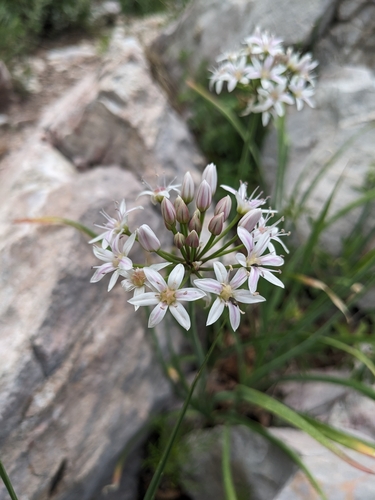 Image of Allium plummerae by (c) Alina Martin, some rights reserved (CC BY)