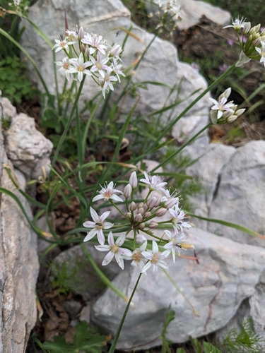 Image of Allium plummerae by (c) Alina Martin, some rights reserved (CC BY)