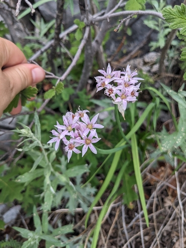 Image of Allium plummerae by (c) Alina Martin, some rights reserved (CC BY)