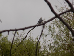 Elanus leucurus leucurus