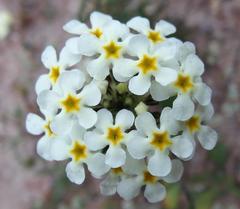 Polycarena batteniana