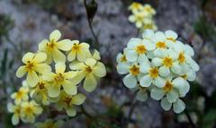 Polycarena batteniana