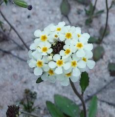 Polycarena batteniana