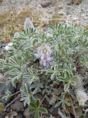 Lupinus lepidus ashlandensis