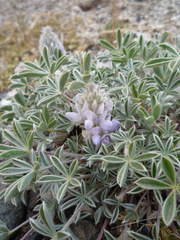 Lupinus lepidus ashlandensis