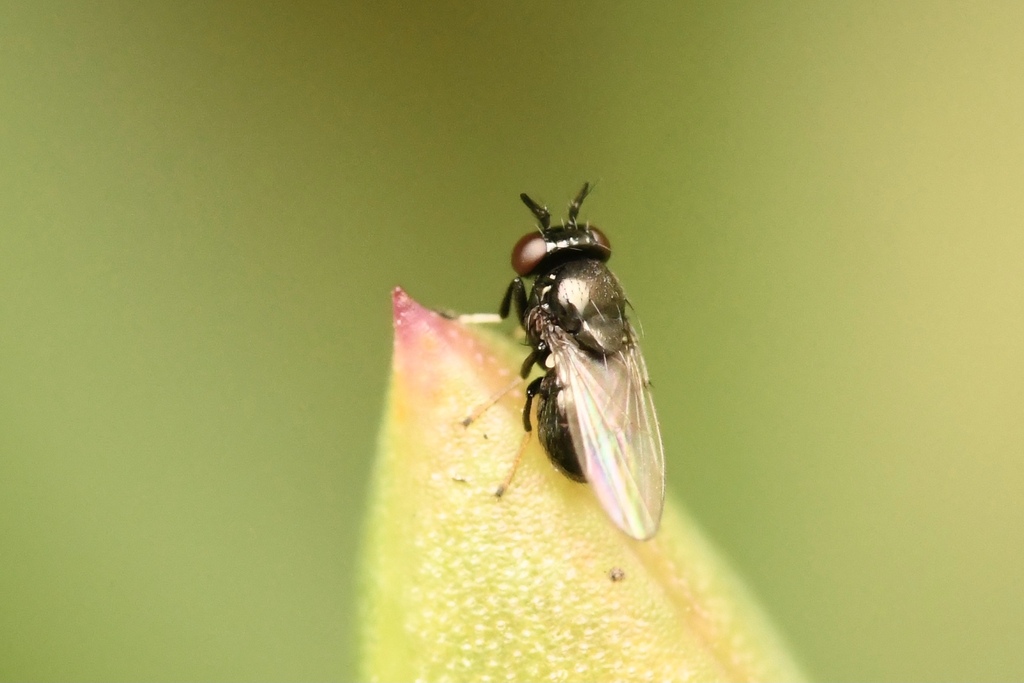 Ceropsilopa