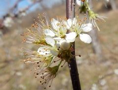 Prunus gracilis