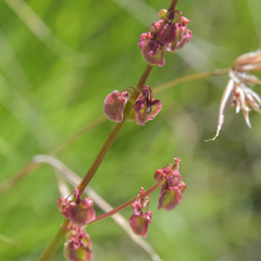 Rumex woodii