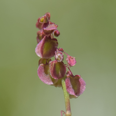 Rumex woodii