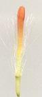 Kleinia fulgens