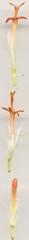 Kleinia fulgens