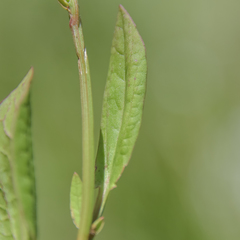 Rumex woodii