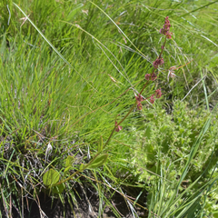 Rumex woodii