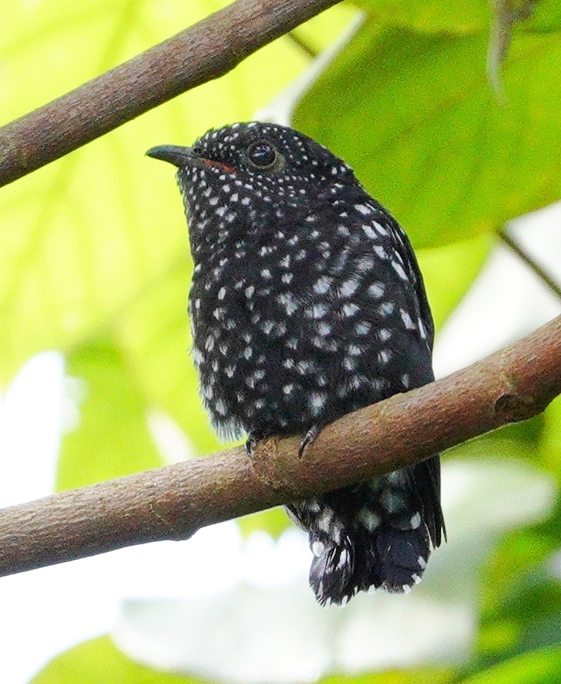 Square-Tailed Drongo-Cuckoo