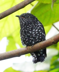 Square-Tailed Drongo-Cuckoo photo 1