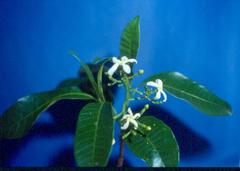 Tabernaemontana elegans