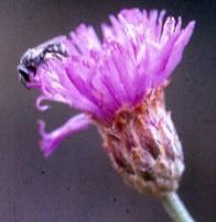 Oocephala centaureoides