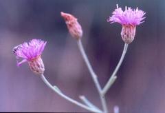 Oocephala centaureoides