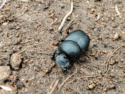 Onthophagus uniformis · iNaturalist