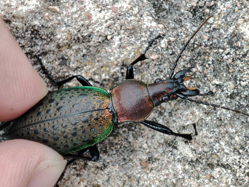 Carabus smaragdinus