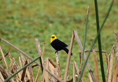 Chrysomus icterocephalus bogotensis