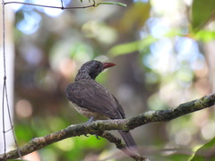 Brown Oriole photo 2
