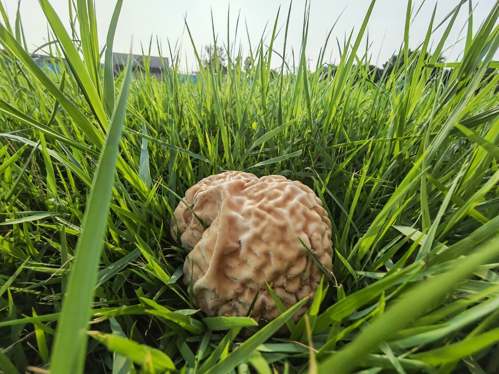 Calvatia pyriformis